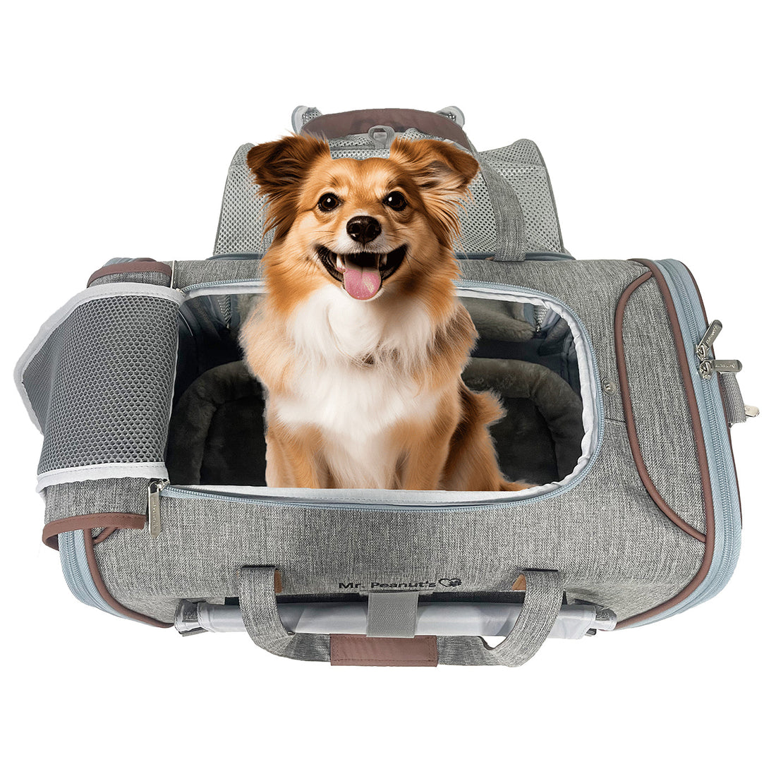 Traveling with Your Pet: A Complete Guide to Safe Adventures by Air, Sea, Road, and Beyond