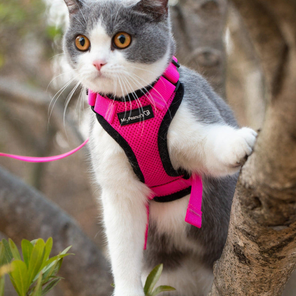 Mr. Peanut's PurrTrek Reflective Cat Harness with Matching Leash