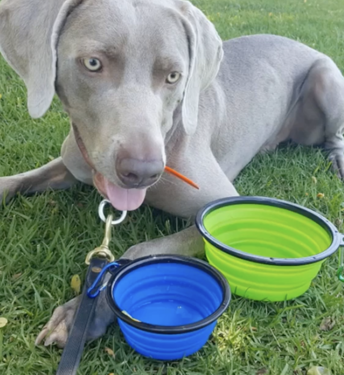 Collapsible Silicone Travel Bowls - 12oz